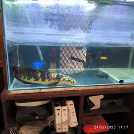 Aquarium 100x50x50