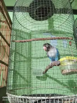 Jual burung lb jantan biru mangsi g yg minat