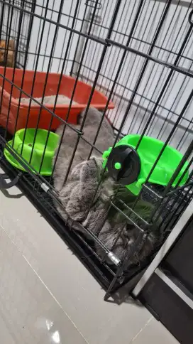 KUCING BRITISH SHORTHAIR JANTAN