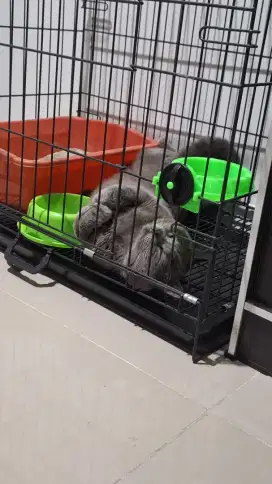 KUCING BRITISH SHORTHAIR JANTAN