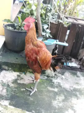 Jual Ayam Pelung Muda (Bogor)