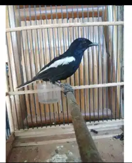 Kacer dada hitam burja
