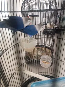 Lovebird Biola.
