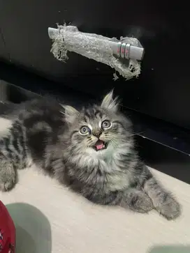 Kucing persia jantan