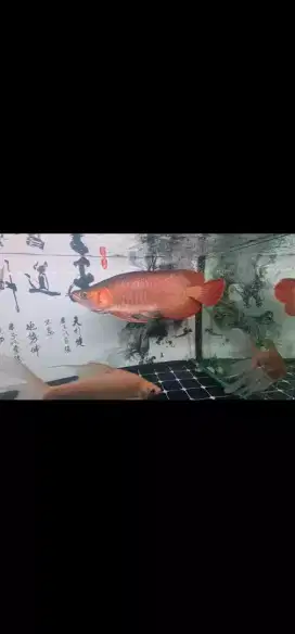 Arwana Super Red Sumo merah merona alami