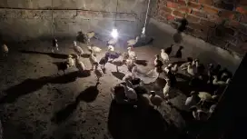 Ayam Kalkun ayam kalkun