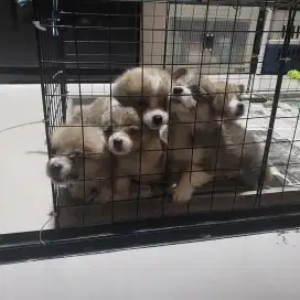 Anak anjing Corgi