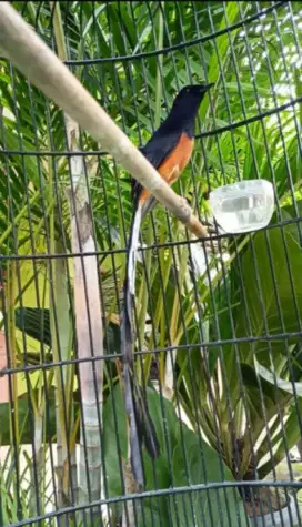 Burung Muray batu ekor panjang