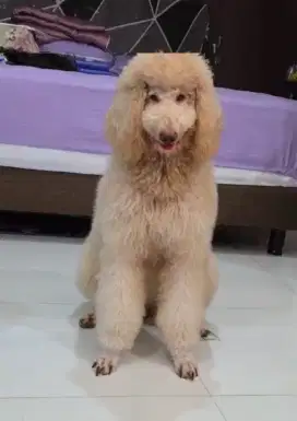 Giant poodle aprikot