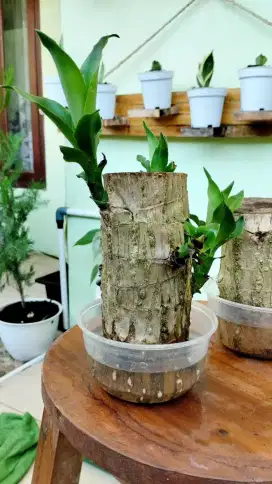 Tanaman indoor hanjuang