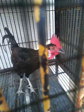 Jual ayam bekisar