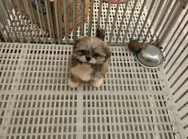 Mini shihtzu non stb