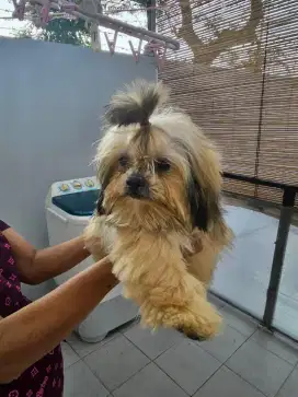 Mini shihtzu non stb