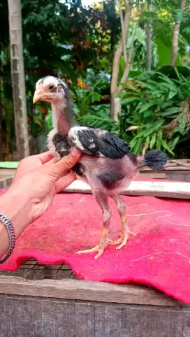 ANAKAN PAKOY tekhnik