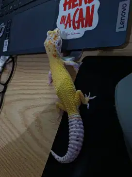 Gecko jantan Wy lf