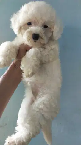 Anak anjing puppy bichon dan maltipoo