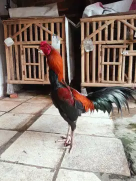 Jual ayam Bangkok siap rawat adu
