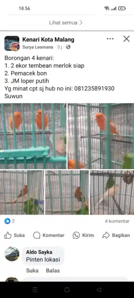 Borongan 4 burung