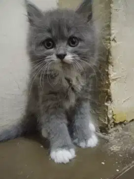 KUCING KITTEN PERSIA