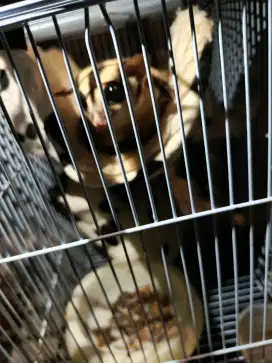 Suger glider betina semi obes
