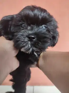 Dijual Anak Anjing Shipoo BETINA Usia 2bulan. Lokasi BOGOR