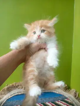 kucing persia flatnose