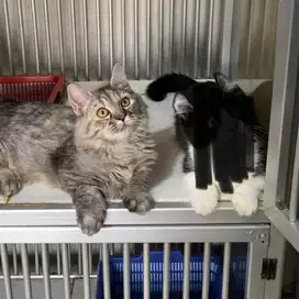 Kitten Munchkin m