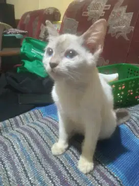 Kucing Himalaya