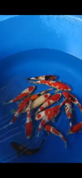 ikan hias koi grade A Kohaku sanke Showa utsuri Tancho size 25~33cm