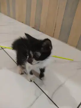 Anak kucing domestik
