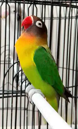 Burung lovebird betina cantik semdak ok