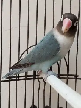 Burung lovebird jantan ganteng unik slaty perso