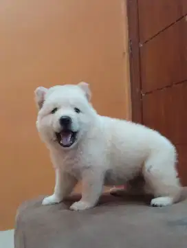 SWISS SHEPHERD DOG