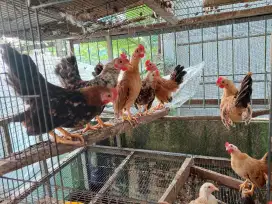 Ayam TEMA ( Kate serama )
