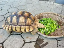 Kura kura sulcata