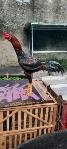 Ayam Pakoy full brakot