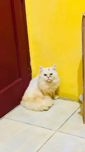 Jantan flatnose