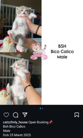 Kucing BSH Calico