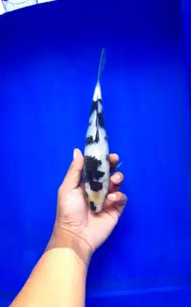 Koi Shiro utsuri