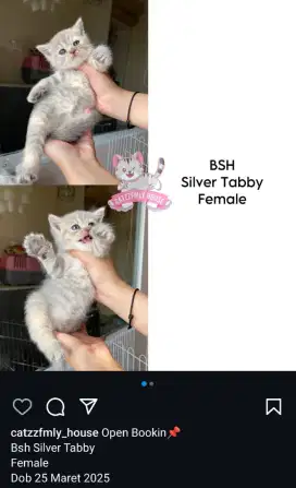 Kucing BSH Silver Tabby