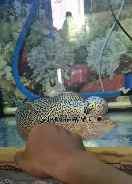 Ikan Louhan Cencu