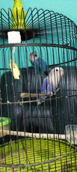 Burung lobet sepasang