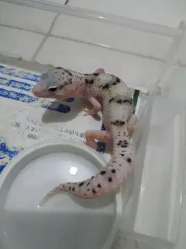 Gecko anakan 2 blnan warna putih salju langka