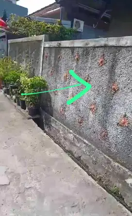 BUC TANAH 3,9Are Isi Rumah di Bedahulu Gatsu