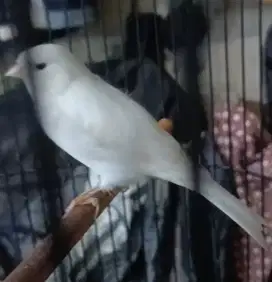 Burung kenari gacor putih polos tanpa kandang / sangkar