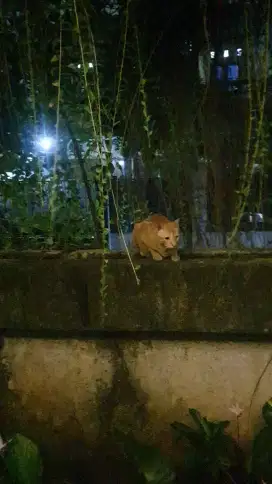 Butuh jasa ojek pribadi