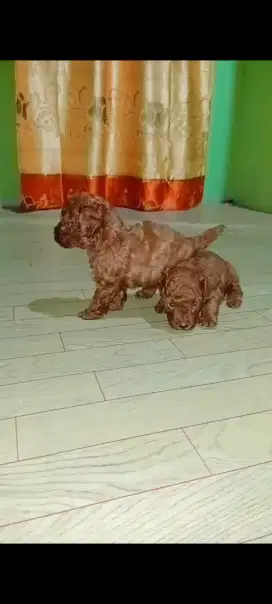 Anjing red poodle
