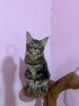 Kitten Mainecoon Maine Coon Parent PED PEDIGREE CFA