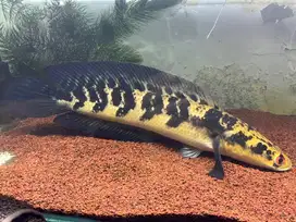 CHANNA MARU YS 35cm up