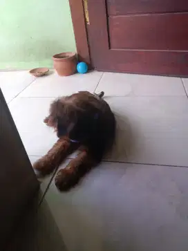 Anjing silangan poodle